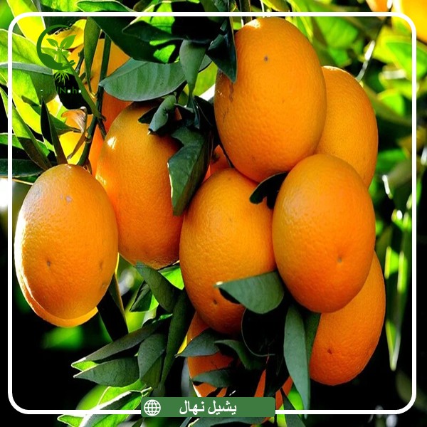 نهال پرتقال تامسون